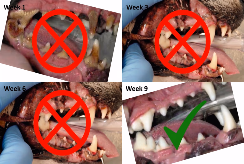 Four-week dental improvement timeline showing reduced tartar and healthier gums
