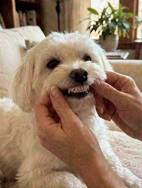 The gel coating dog teeth